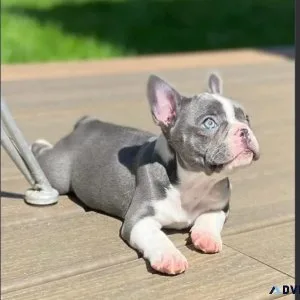CKC RARE Silver Blue Pied French Bulldog Puppy For Adoption