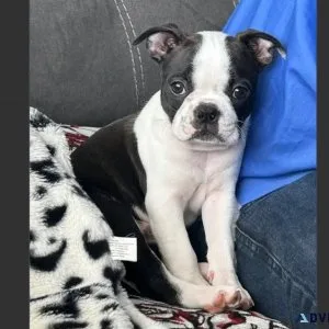 Female Boston Terrier Puppy For Adoption