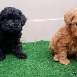 Toy Poodles