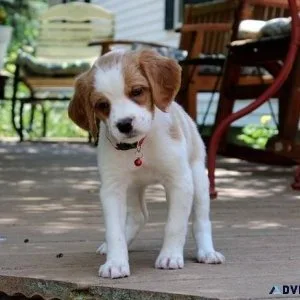 Amazing Brittany Spaniel puppies