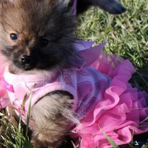 pure pomeranian puppies SERIOUS INQUIRIES ONLY