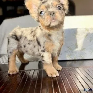 Outstanding English Bulldog Puppy