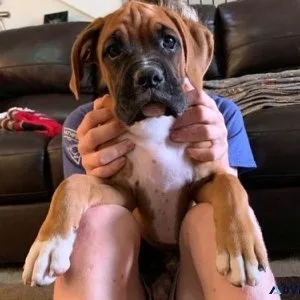 Amazing Boxer Puppies ready for sale.