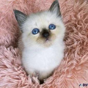 Balinese  Kitten for Sale