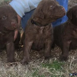 Male and female Chesapeake Bay Retriever puppies