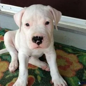 Well Socialized Dogo Argentino Puppies