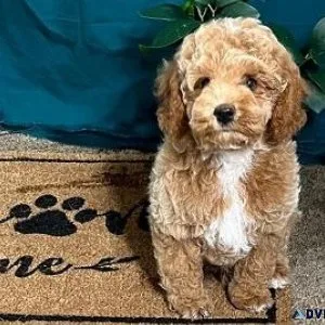 Male and female Cockapoo puppies