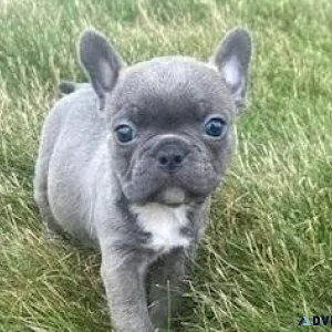 Amazing Frenchton Retriever puppies