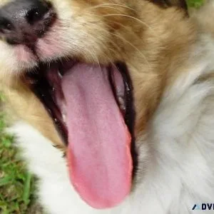 Beautiful Collie puppies