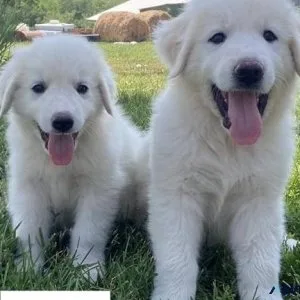 Adorable Great Pyrenees puppies