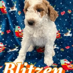 Goldendoodle puppies