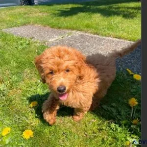 Rehoming 4.5-Month-Old Female Mini Goldendoodle
