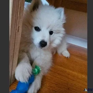 3 months old Male Mini American Eskimo Puppy for Adoption