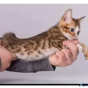 23 GIV purebred Bengal kitten for Sale
