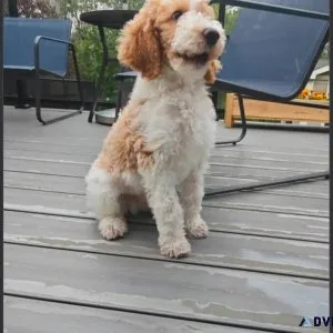 4 months old Male Goldendoodle Puppy For Adoption