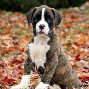 Cute Boxer Puppy