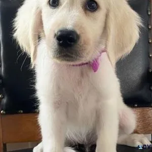 Beautiful English Golden Retriever Puppies.