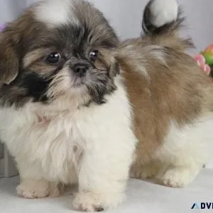 Chinese Imperial puppies available now.