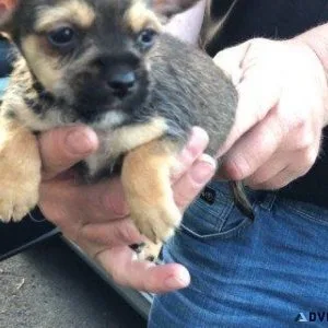 Chihuahua  Yorkies