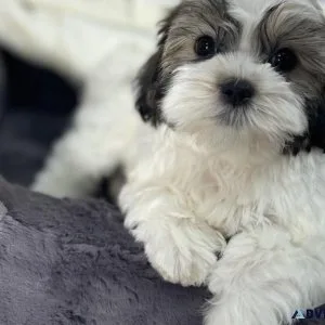Shih Tzu Puppy (Giveaway Price)