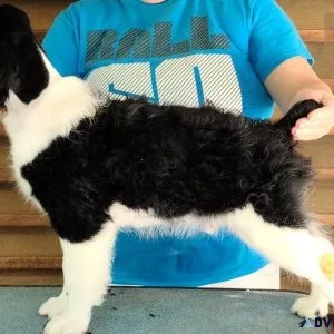 Lovely English Springer Spaniel Puppies