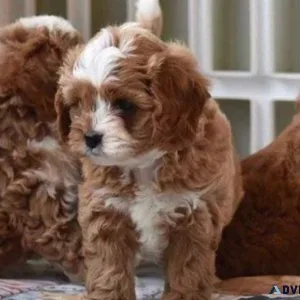 Adorable Cavapoo Puppies For Sale