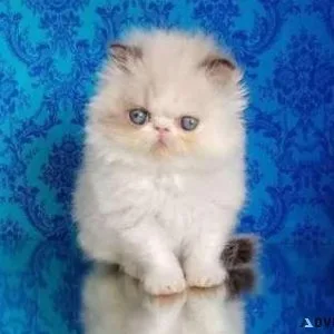 F11 TICA and CFA Persian kitten for Sale