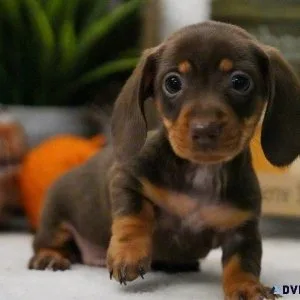 Lovely Dachshund puppies