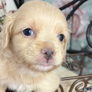 Chihuahuas Puppies purebred