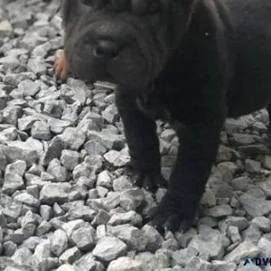Healthy Chinese Shar-Pei puppies available now