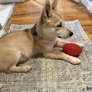 Puppies Husky Mix
