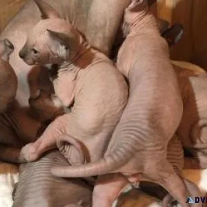 fdcv Lovely Sphynx Kittens for sale