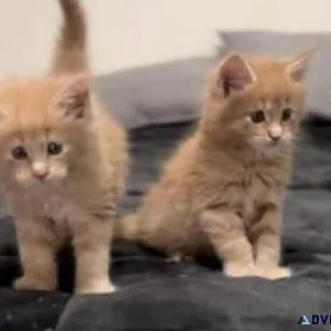 ddfdsfd Maine Coon kittens