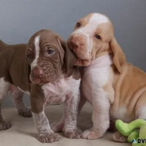 Beautiful Bracco Italiano puppies available.