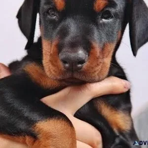 Doberman Pinscher Puppy