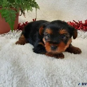 Yorkie Puppies for Sale