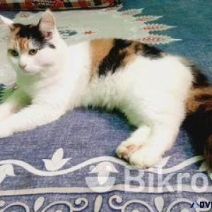calico persian female