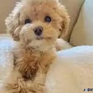 Toy poodle