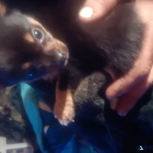 Chorkie pups