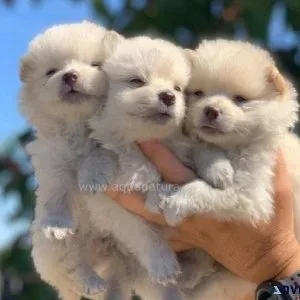 Pomeranian - 2 Left (White and Brown)