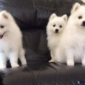 Adorable Japanese Spitz puppies available.