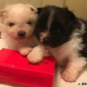 Sweet Pomeranian puppies (2 females) looking for a new home