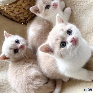 British Shorthair kittens