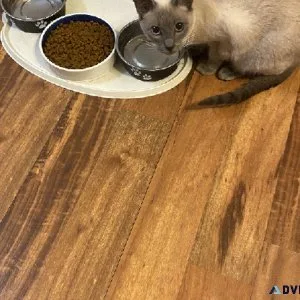 Blue Point Siamese