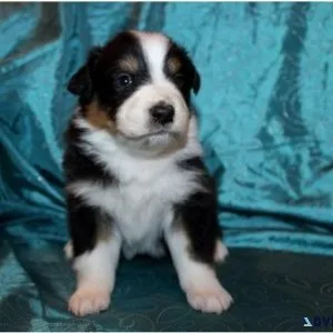Christmas puppies from Gala Farm