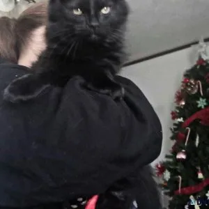 Beautiful Maine Coon  Kitten