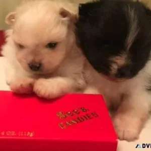 Puppies..... Adorable tiny Pappilon x Pomeranian puppies