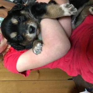Austrailan shepherd puppies