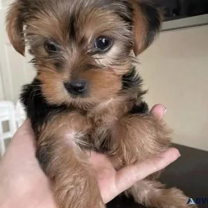 Yorkie puppies