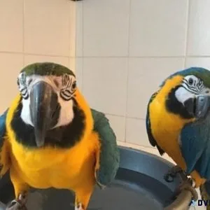 FDFDF Cute Talking Blue and Gold Macaw parrots